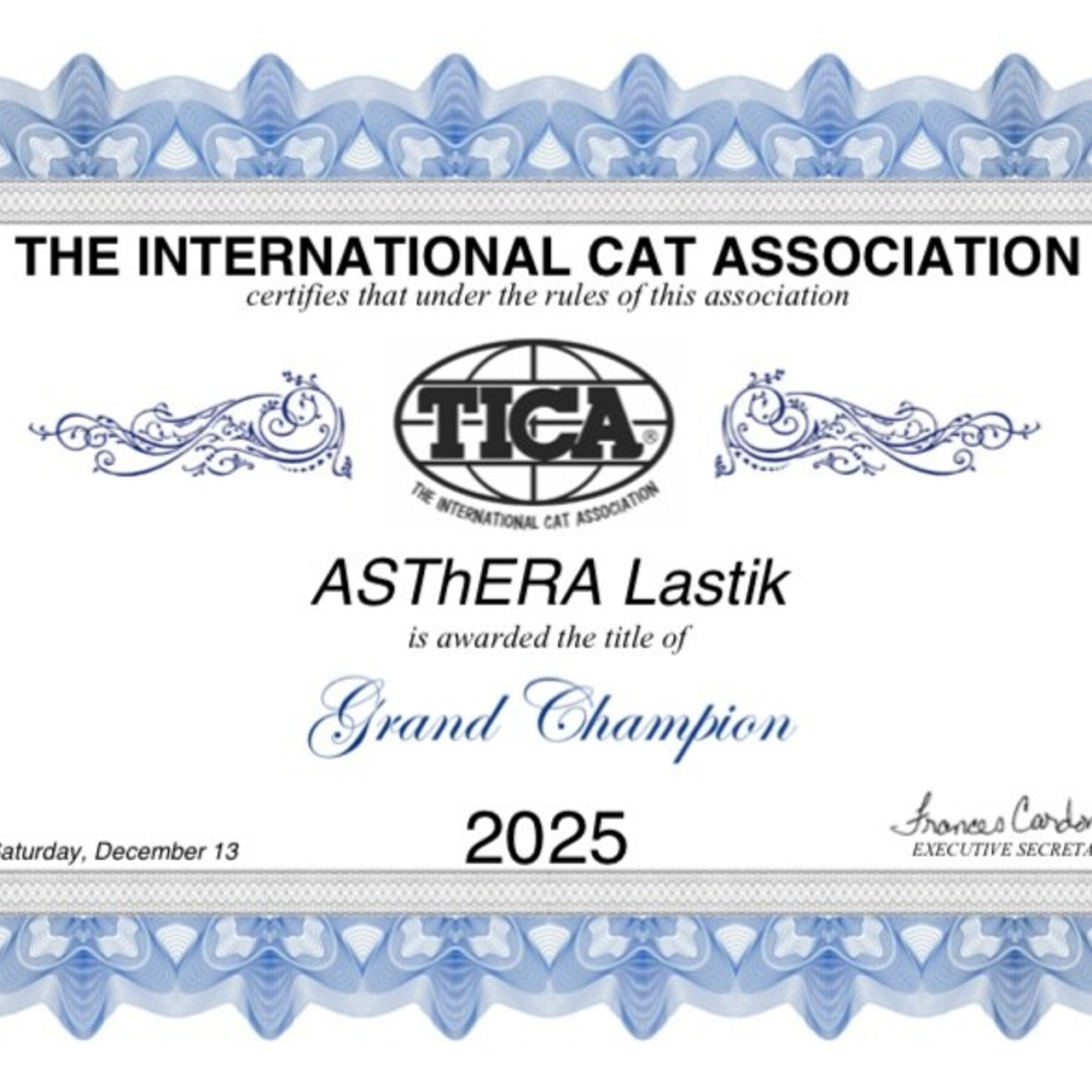 Astera Lastik. Astera Siberians |Hypoallergenic Kittens