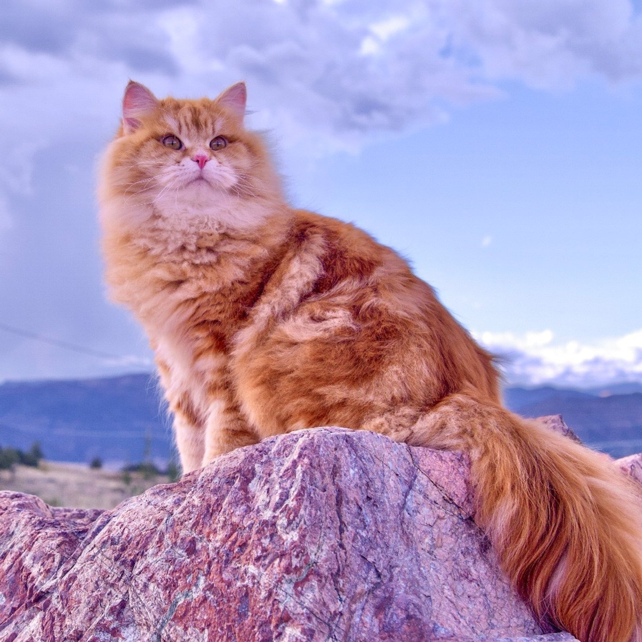 Astera Lastik. Astera Siberians |Hypoallergenic Kittens