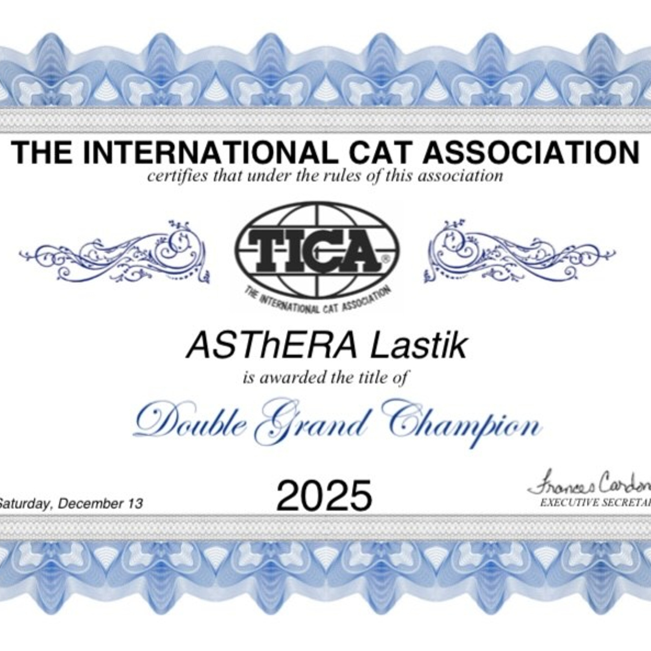 Astera Lastik. Astera Siberians |Hypoallergenic Kittens