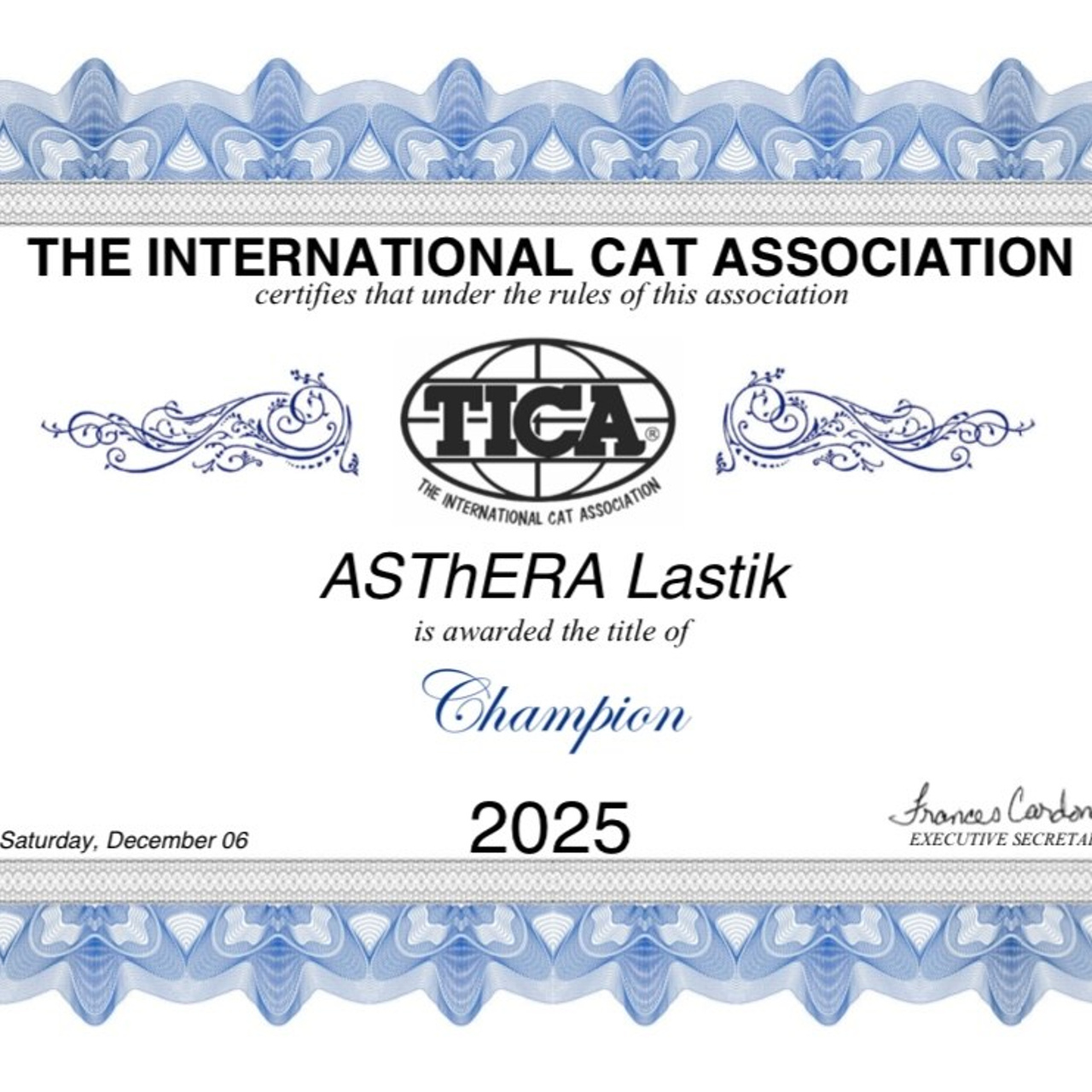 Astera Lastik. Astera Siberians |Hypoallergenic Kittens