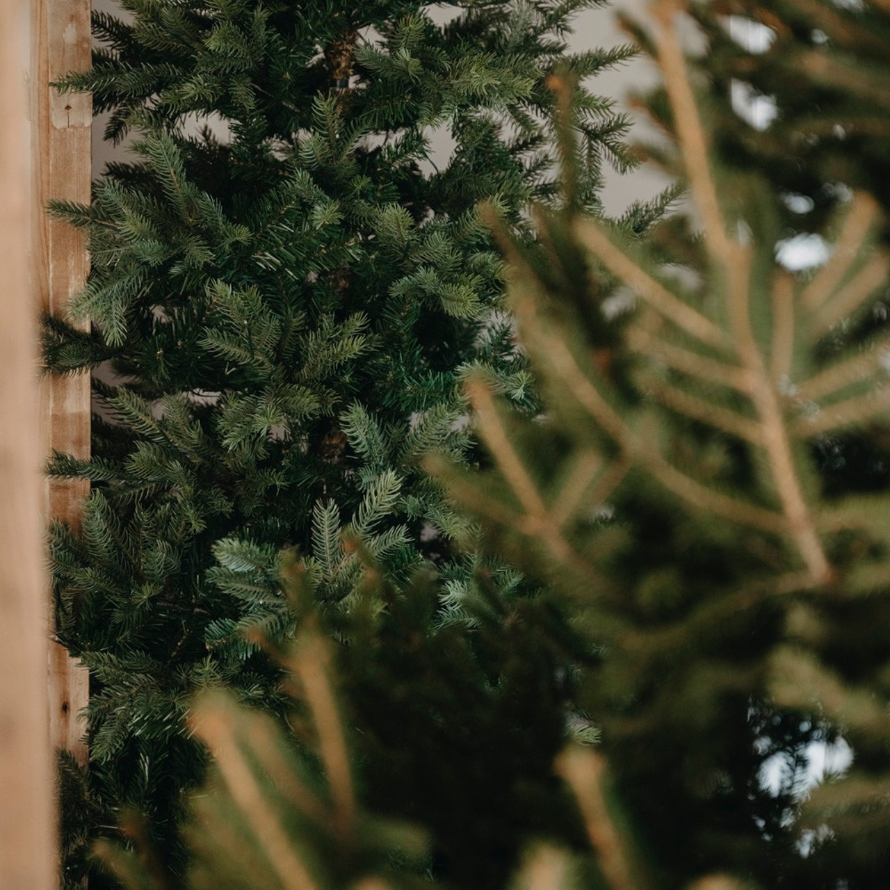 NOVOGODISNJE FOTOGRAFISANJE. Deciji i porodicni fotograf u Beogradu Oksana Skendzic