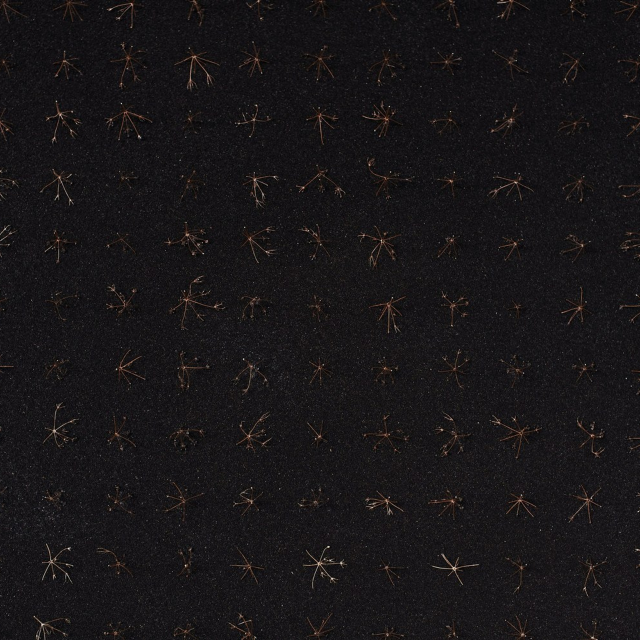 Reviews. Fotograaf Amsterdam - Victoria Ushkanova