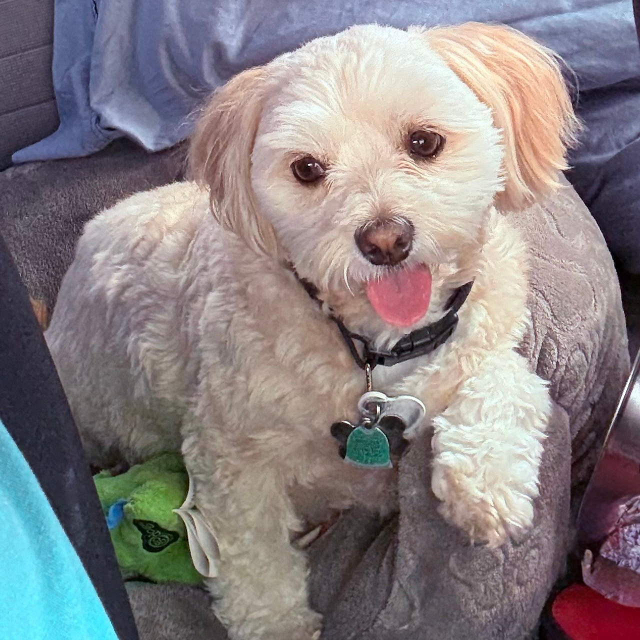 Testimonials. Doggie Stylz Pet Salon