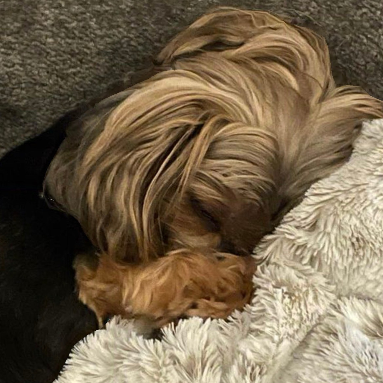 Testimonials. Doggie Stylz Pet Salon