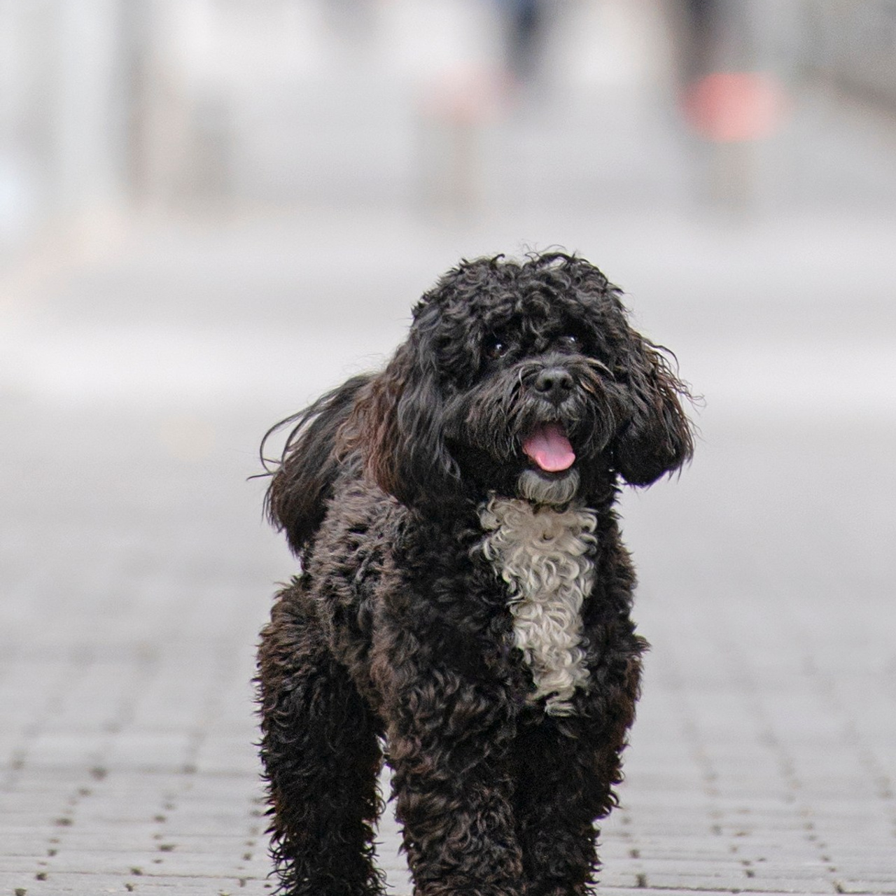 Василий и Лулу. צלמת משפחה בישראל ויקטוריה וייזר