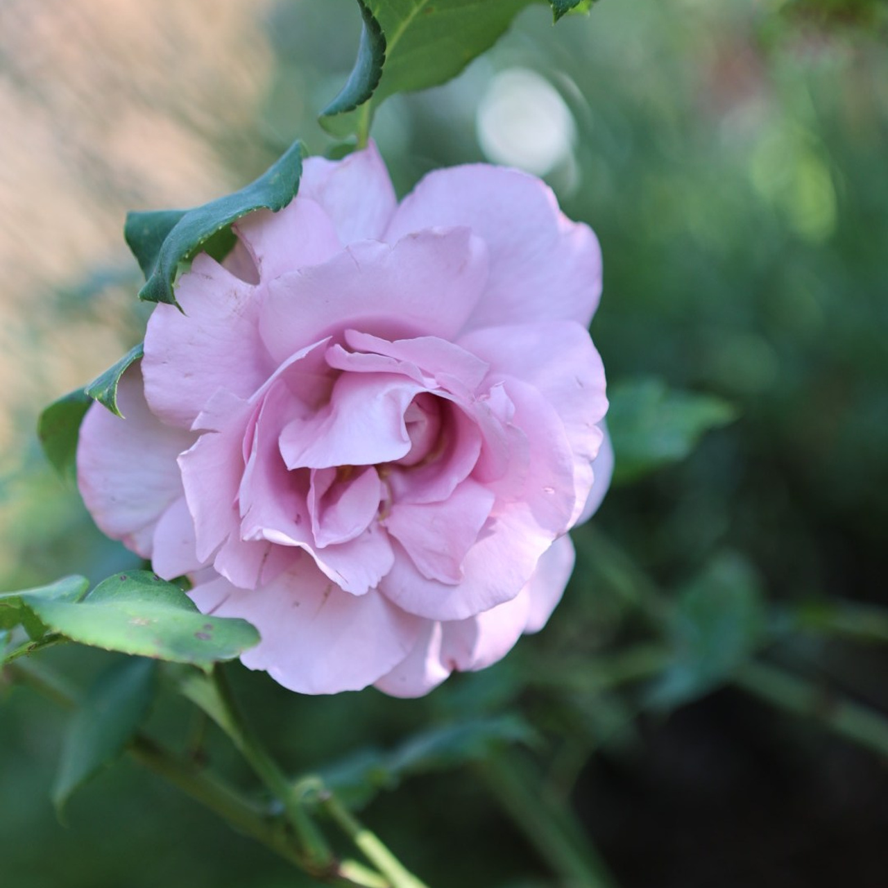 Kundenbewertungen. Adelya Tomin