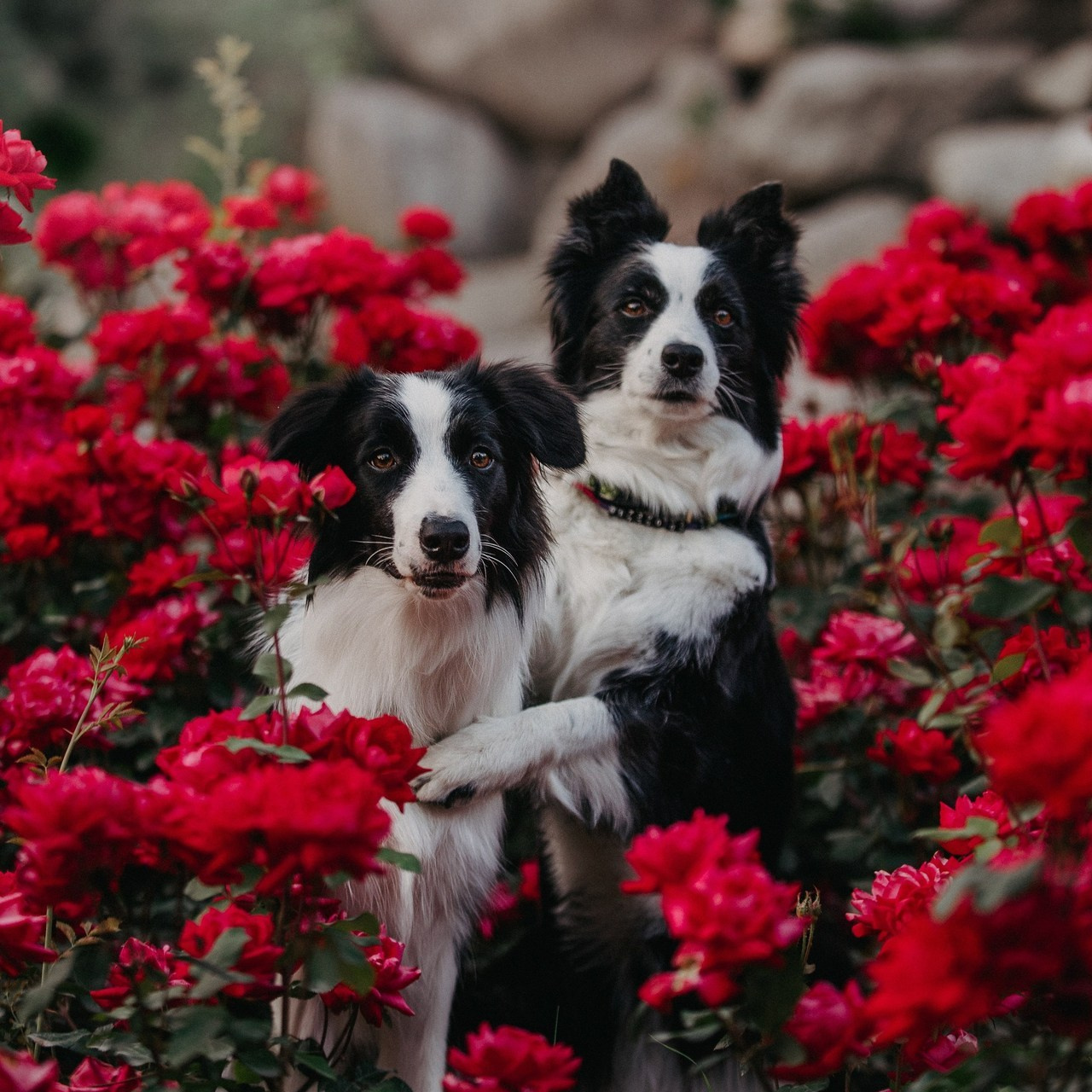 Client Reviews | Pet Photography by Tanya Asfir, Belgrade. Tanya Asfir — Pet & Animal Photographer | Belgrade, Serbia