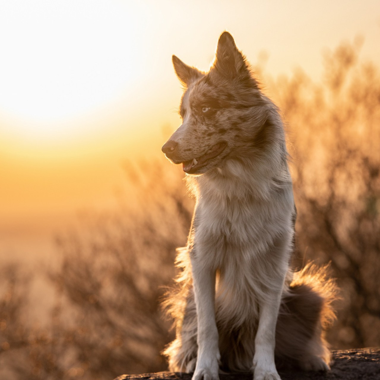 Client Reviews | Pet Photography by Tanya Asfir, Belgrade. Tanya Asfir — Pet & Animal Photographer | Belgrade, Serbia