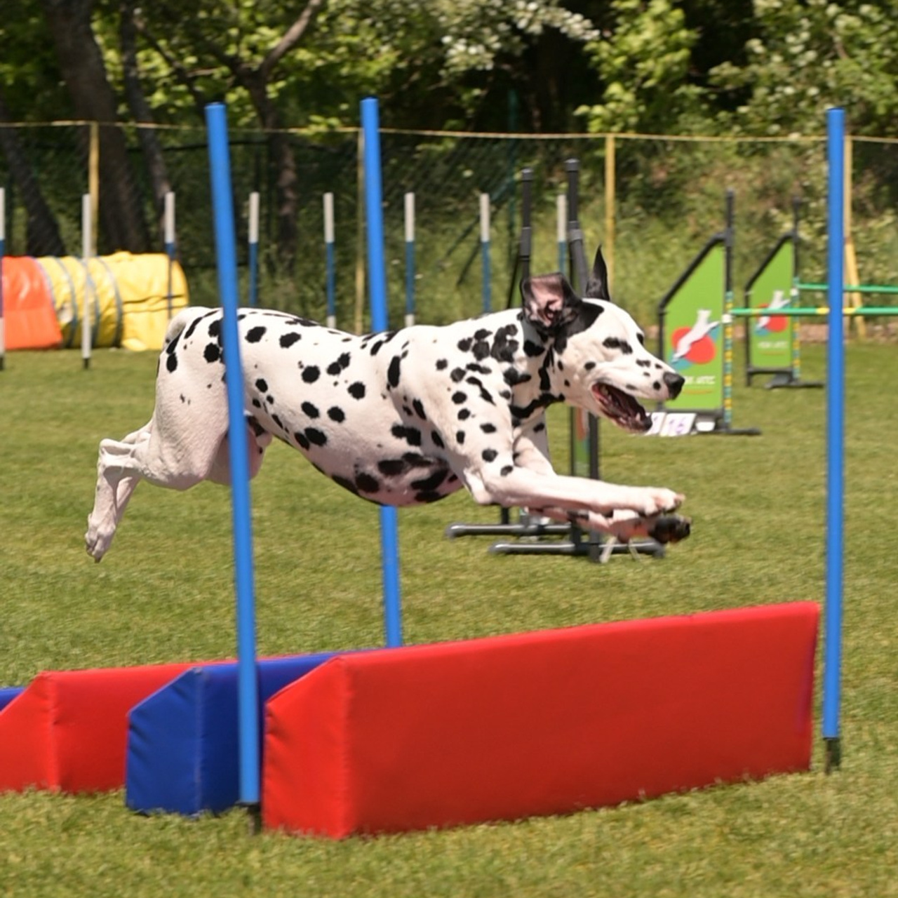 Client Reviews | Pet Photography by Tanya Asfir, Belgrade. Tanya Asfir — Pet & Animal Photographer | Belgrade, Serbia