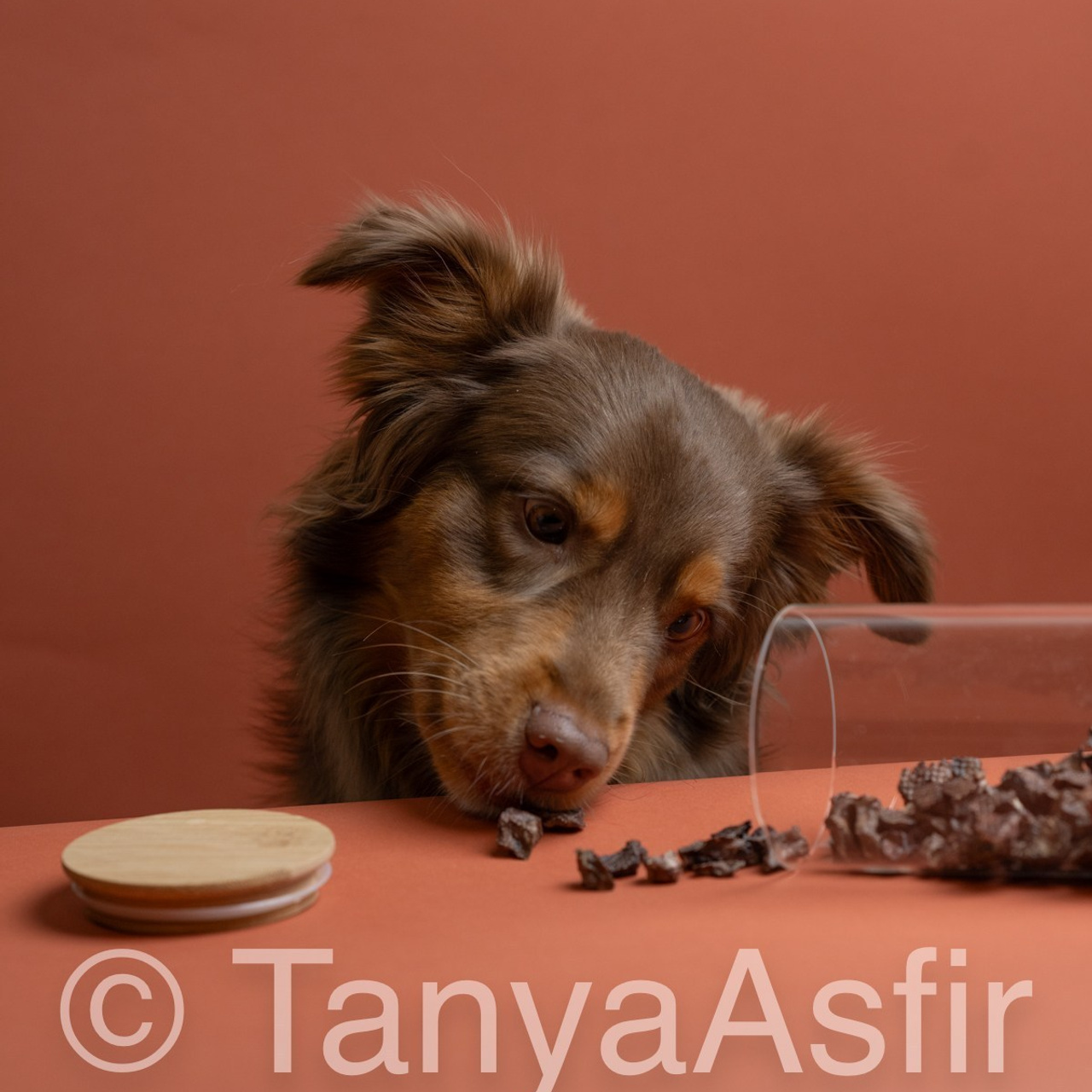 Client Reviews | Pet Photography by Tanya Asfir, Belgrade. Tanya Asfir — Pet & Animal Photographer | Belgrade, Serbia