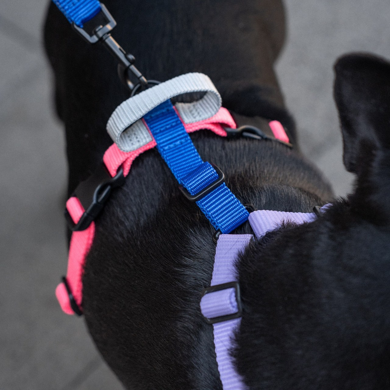 Client Reviews | Pet Photography by Tanya Asfir, Belgrade. Tanya Asfir — Pet & Animal Photographer | Belgrade, Serbia