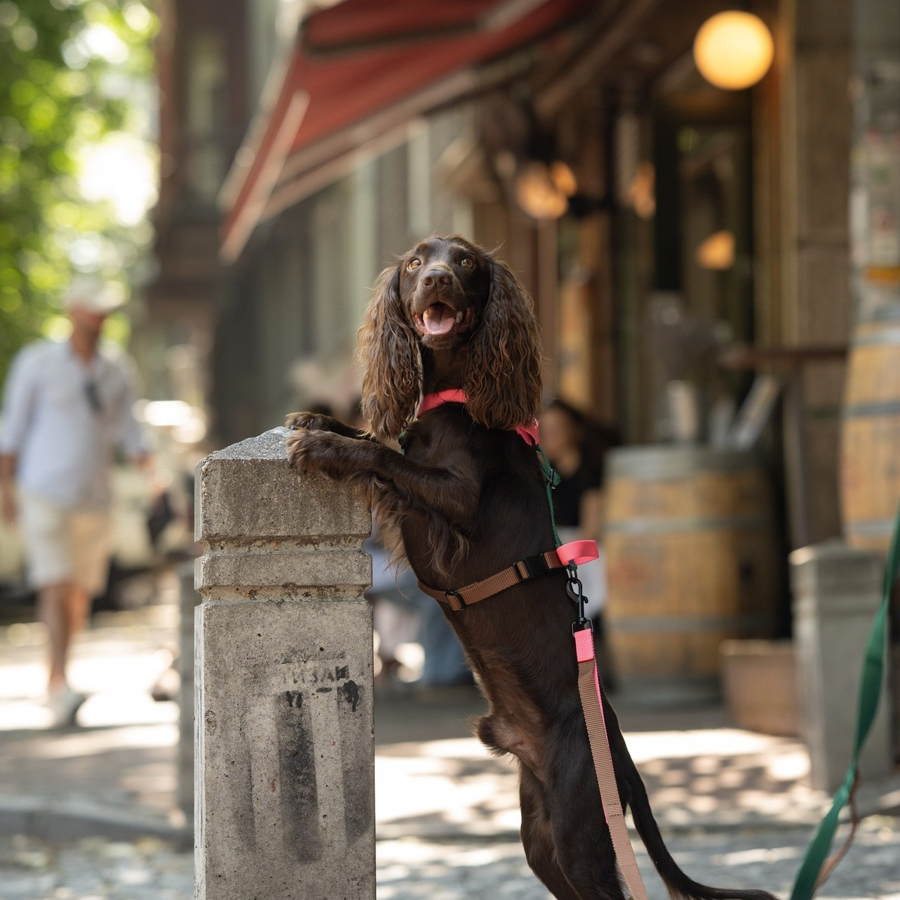 Client Reviews | Pet Photography by Tanya Asfir, Belgrade. Tanya Asfir — Pet & Animal Photographer | Belgrade, Serbia