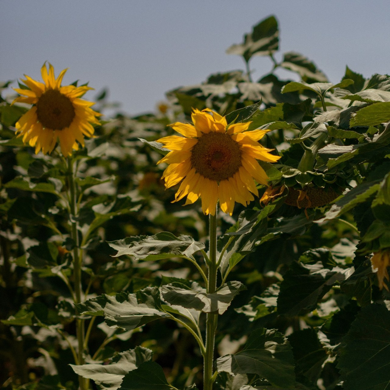 Отзывы. Dina Solomina | Фотограф в Израиле