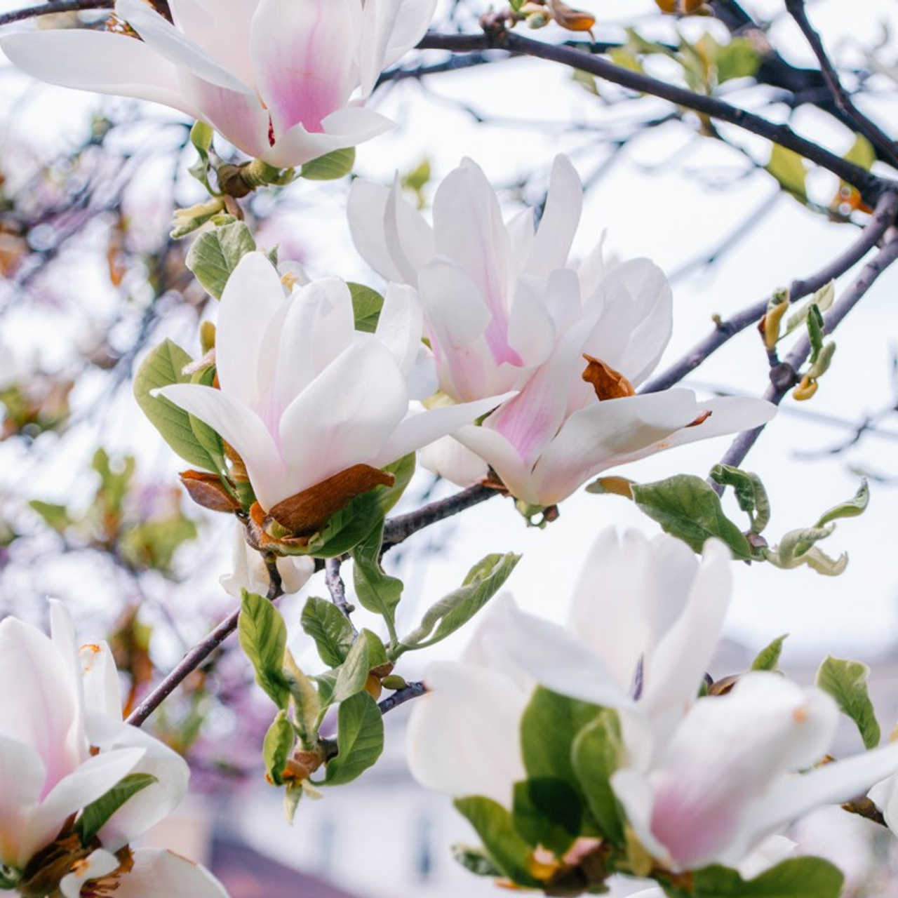Magnolia