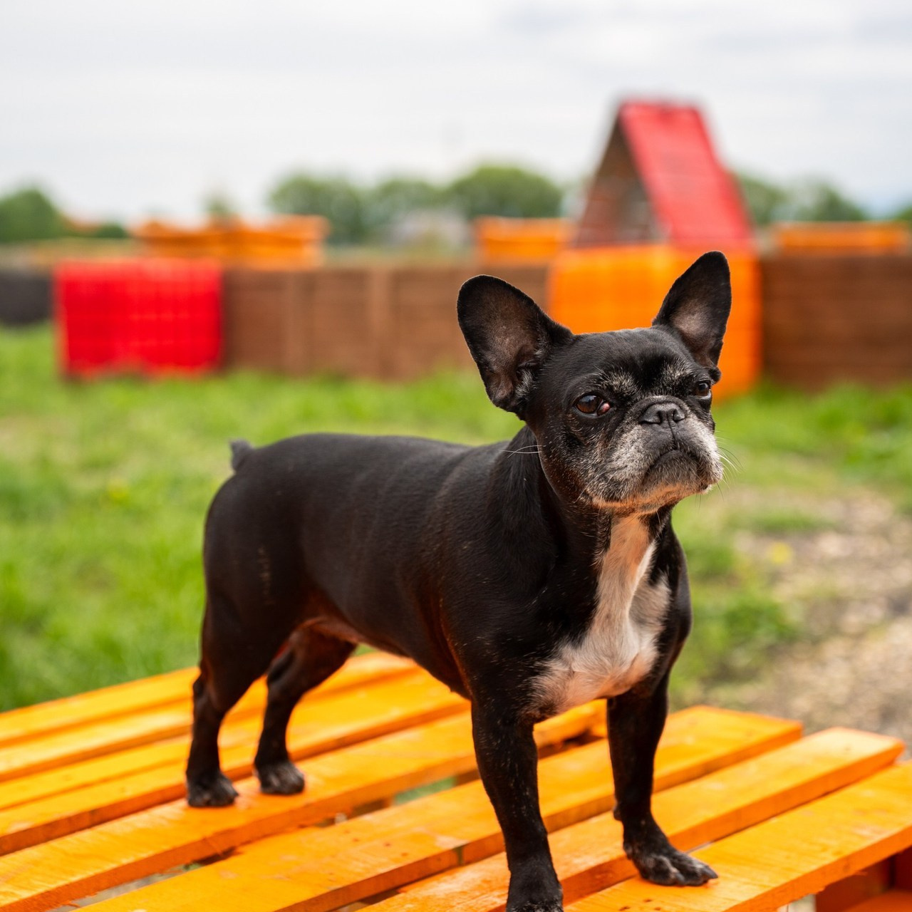 Testimoniale. Adelinne