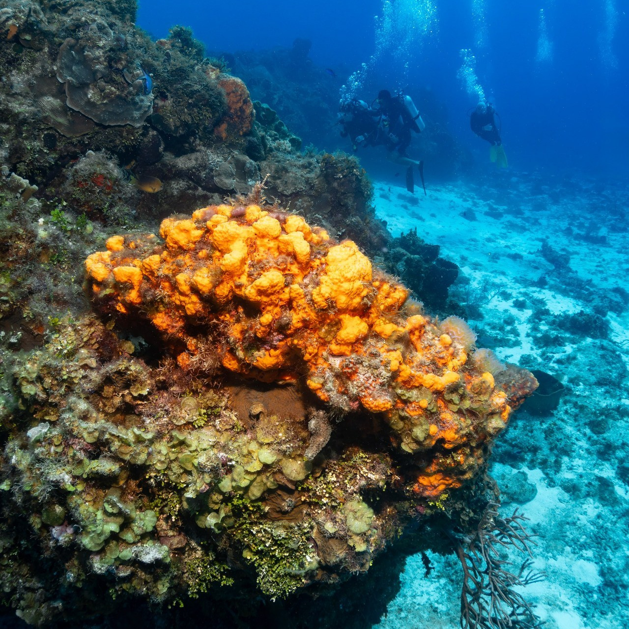 Testimonials. Your photographer on land and under water— Alexey Zaytsev