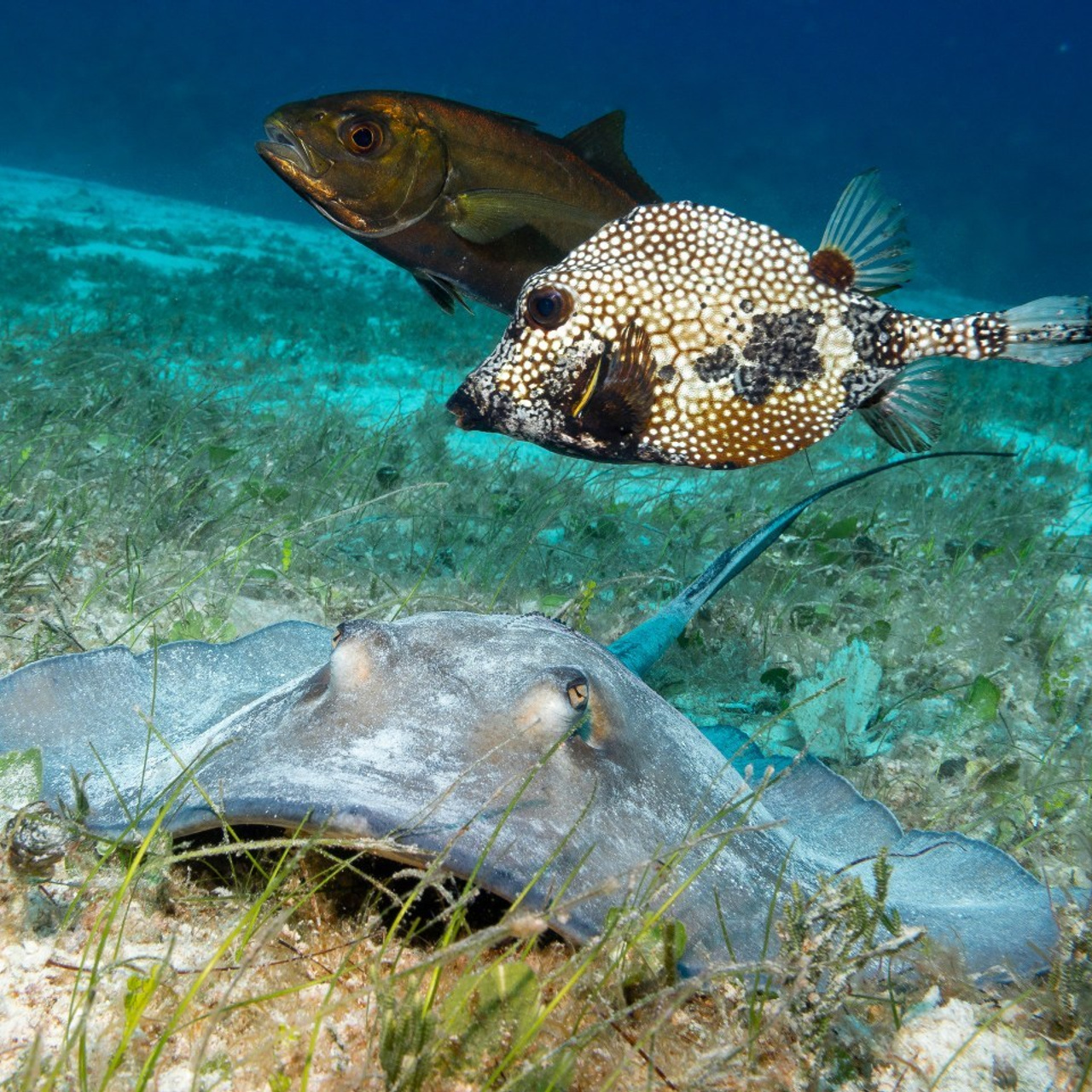 Testimonials. Your photographer on land and under water— Alexey Zaytsev