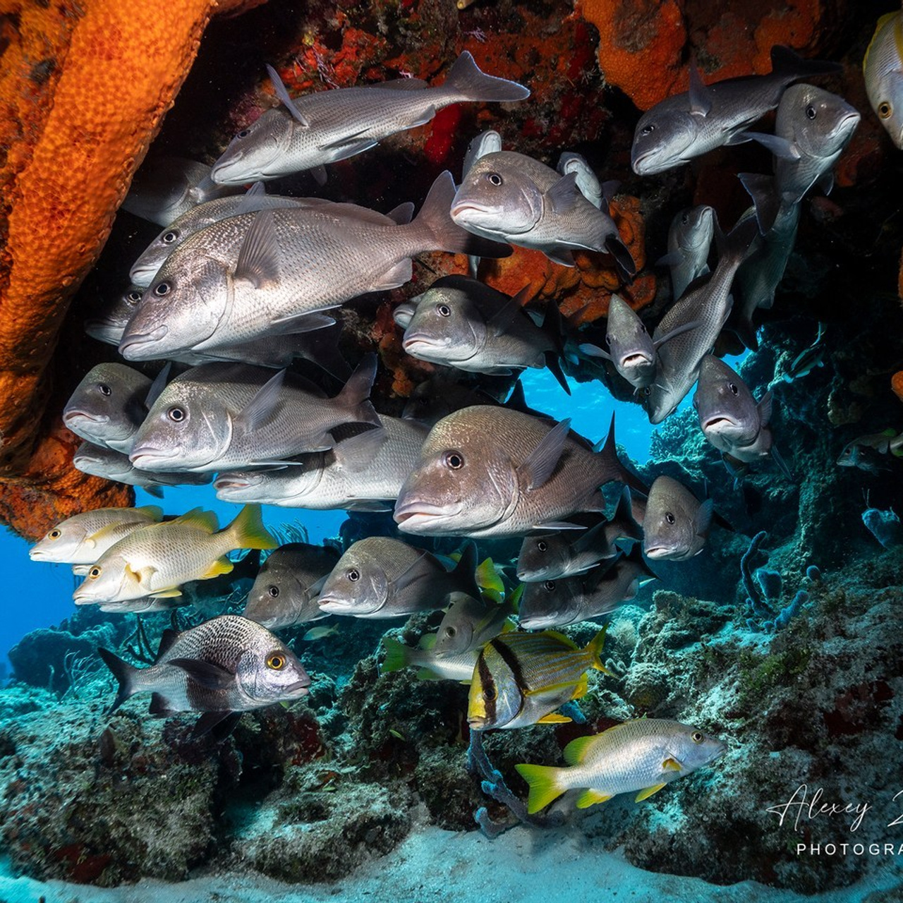 Testimonials. Your photographer on land and under water— Alexey Zaytsev