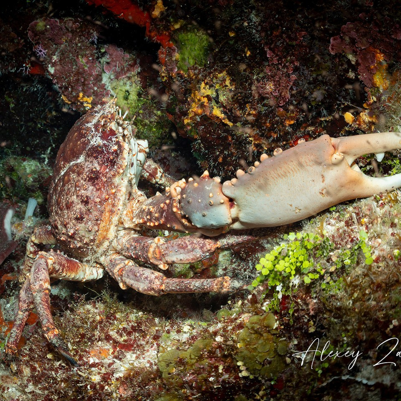 Testimonials. Your photographer on land and under water— Alexey Zaytsev