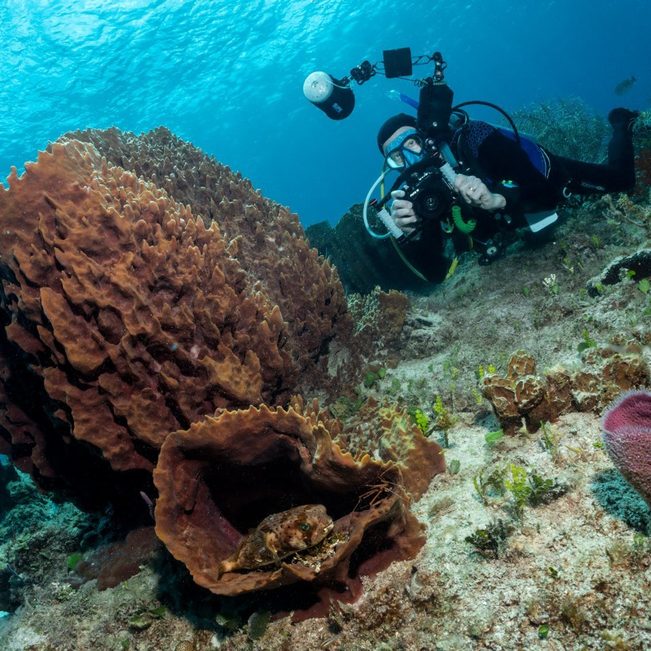 Testimonials. Your photographer on land and under water— Alexey Zaytsev