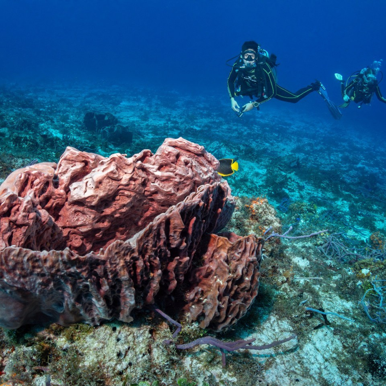 Testimonials. Your photographer on land and under water— Alexey Zaytsev