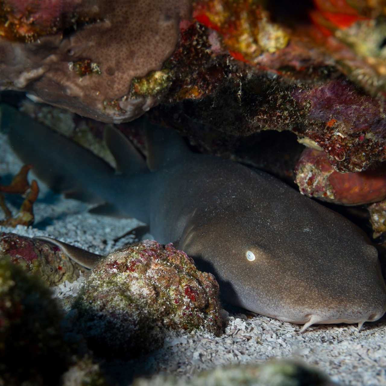 Testimonials. Your photographer on land and under water— Alexey Zaytsev