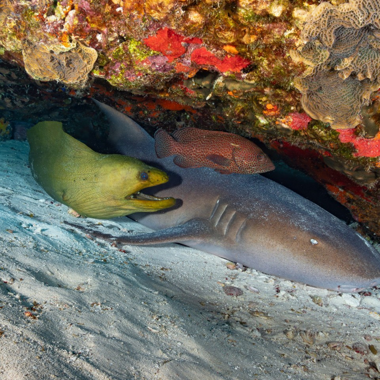 Testimonials. Your photographer on land and under water— Alexey Zaytsev