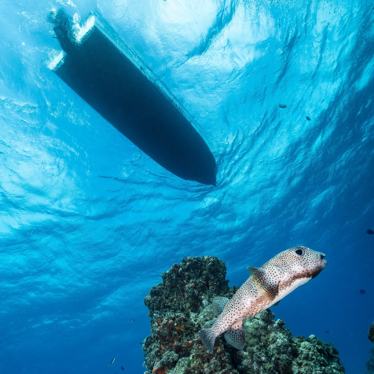 Testimonials. Your photographer on land and under water— Alexey Zaytsev