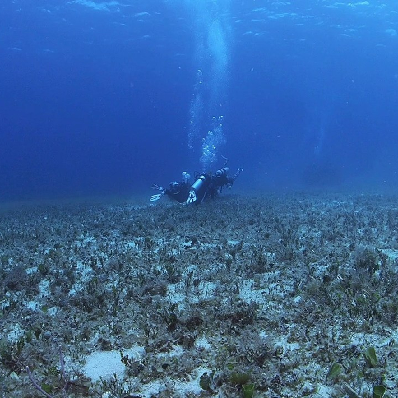 Testimonials. Your photographer on land and under water— Alexey Zaytsev