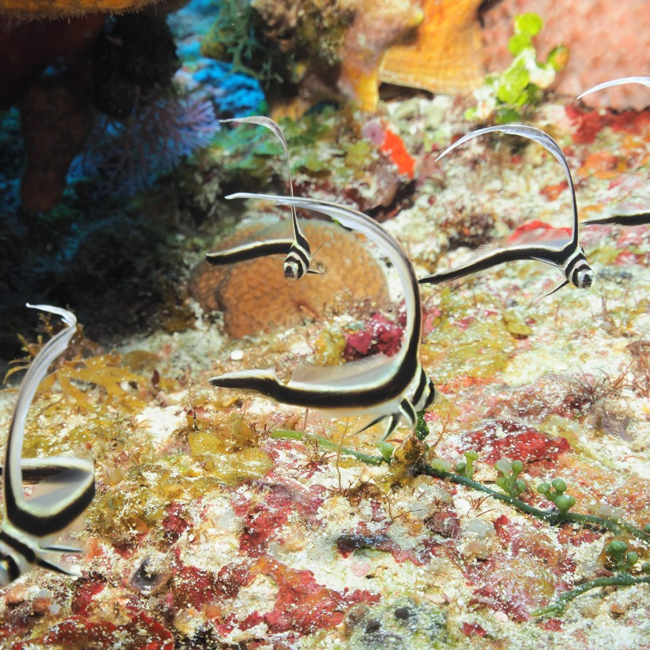 Testimonials. Your photographer on land and under water— Alexey Zaytsev