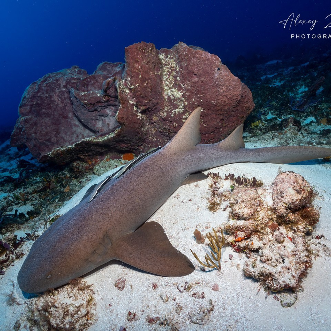 Testimonials. Your photographer on land and under water— Alexey Zaytsev