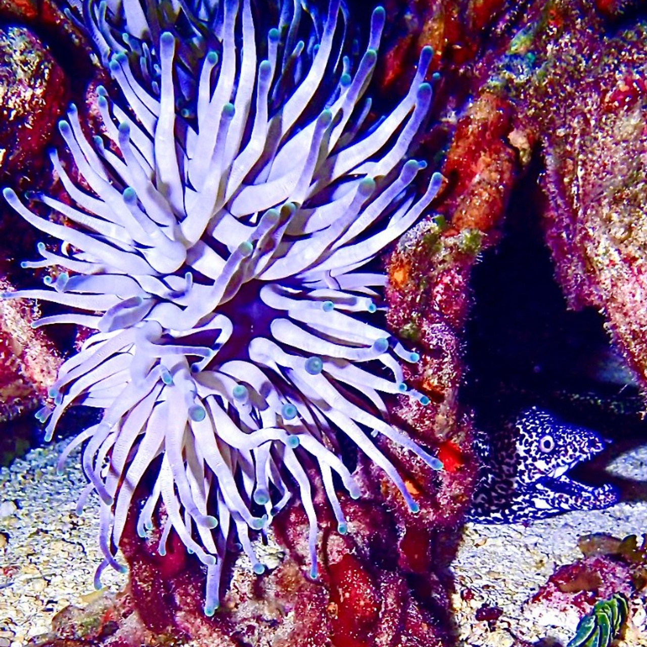 Testimonials. Your photographer on land and under water— Alexey Zaytsev