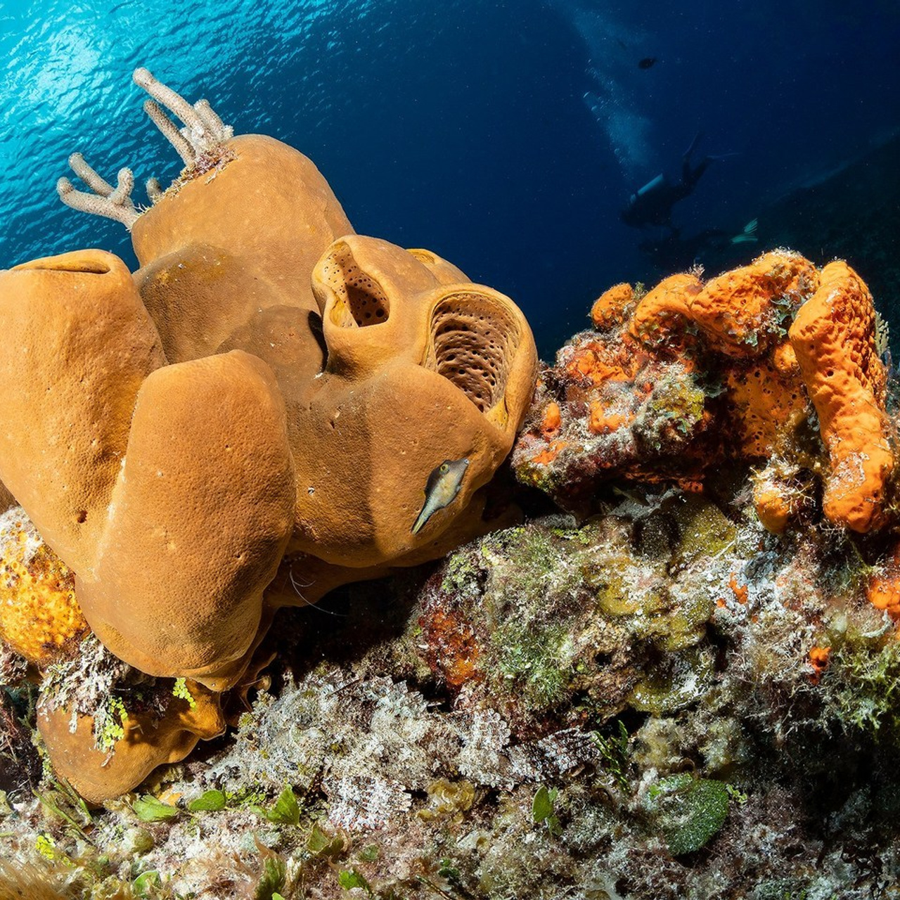 Testimonials. Your photographer on land and under water— Alexey Zaytsev