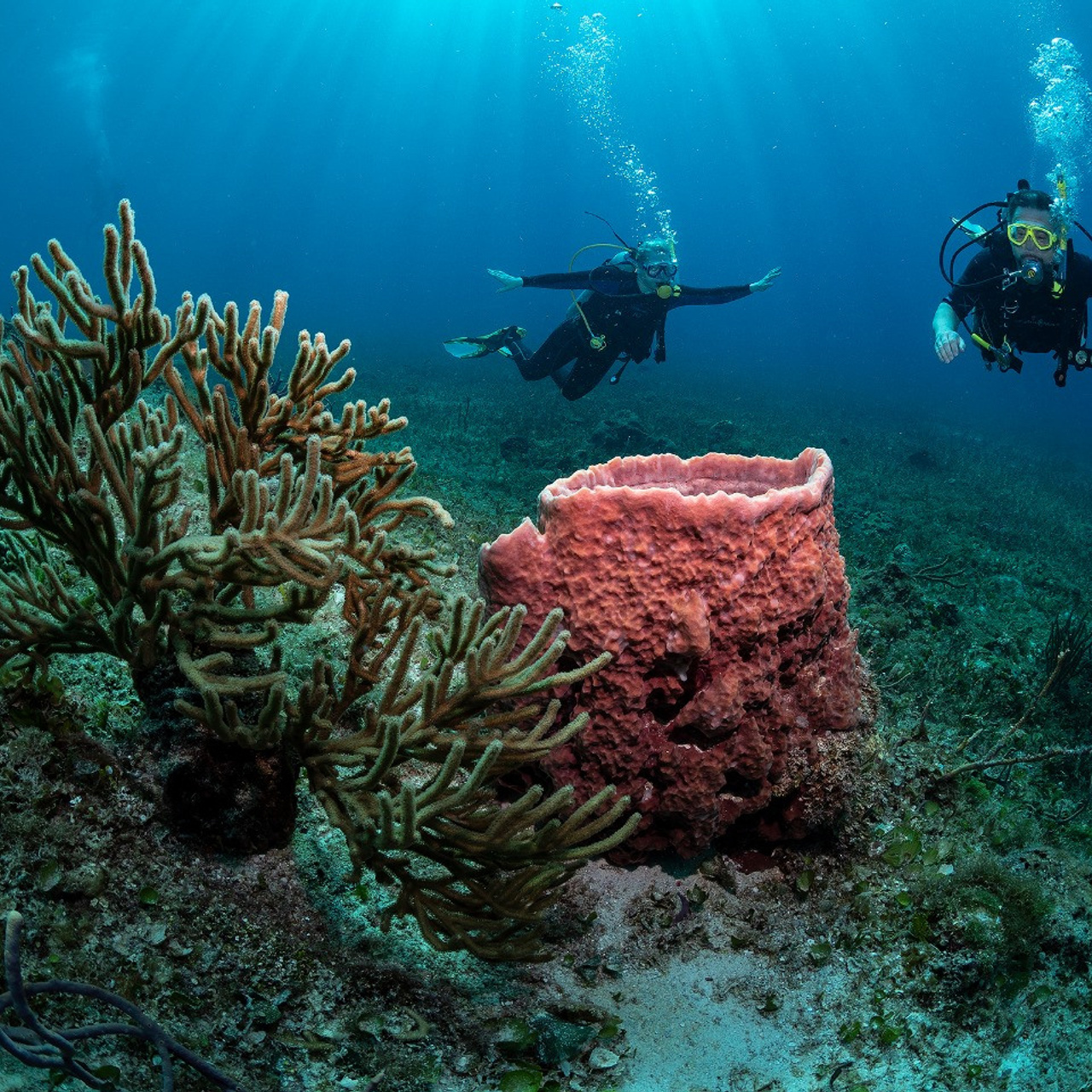 Testimonials. Your photographer on land and under water— Alexey Zaytsev