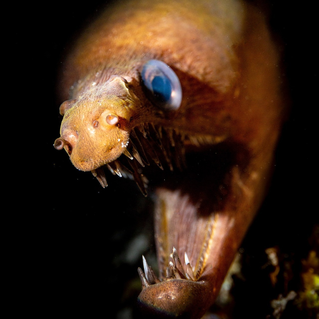 Testimonials. Your photographer on land and under water— Alexey Zaytsev