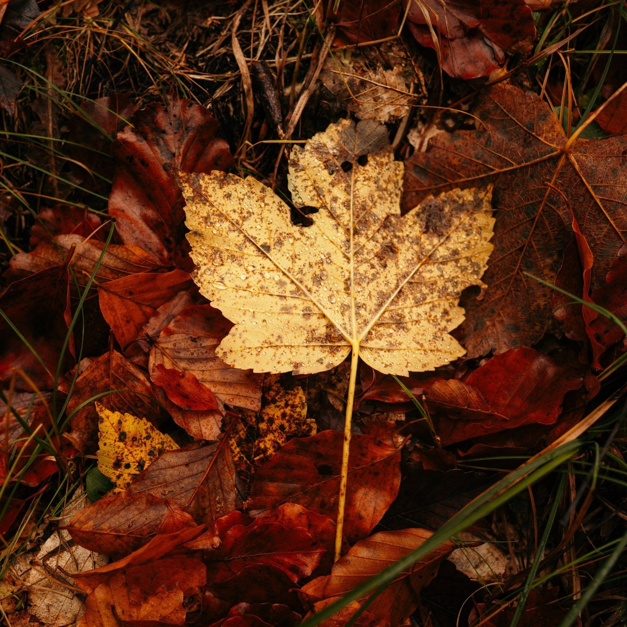 Отзывы. Услуги по профориентации