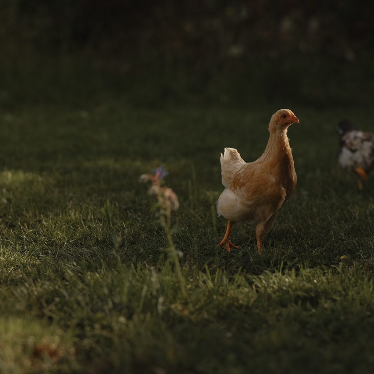 Kundenstimmen & Feedback | Albina Vaniyants – Familien-, Kinder- & Portraitfotografie. Professionelle Familienfotografie, Kinderfotografie und Portraitfotografie in Linz, Oberösterreich - Albina Vaniyants, Fotografin aus OÖ