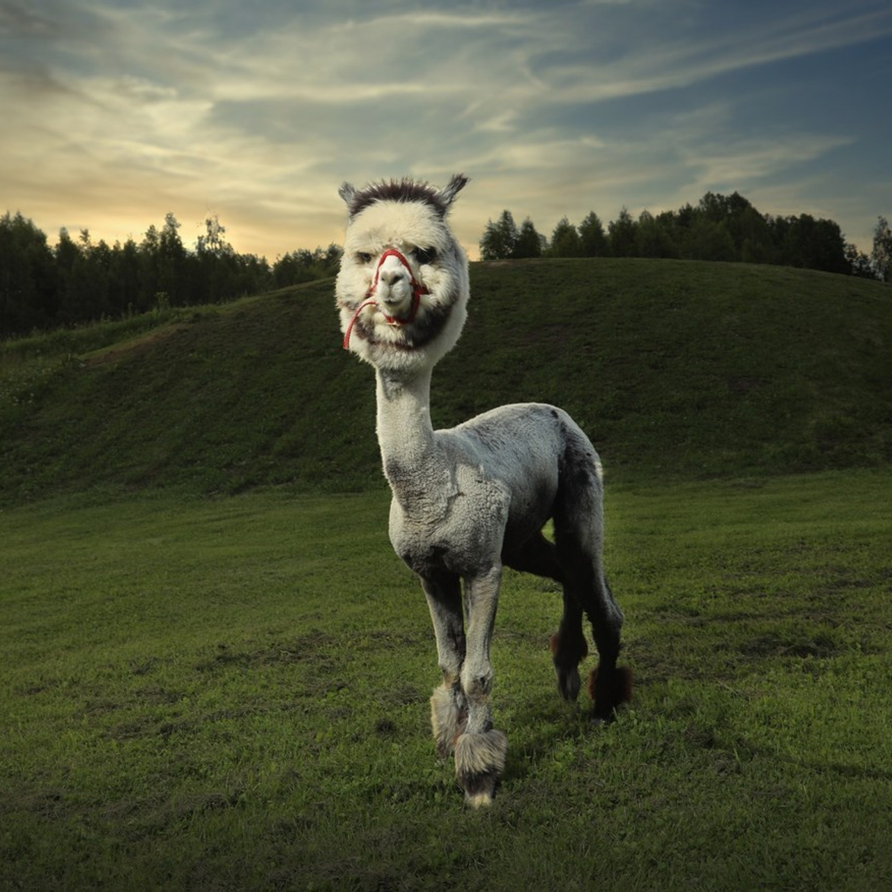 Tagasisiide. Свадебный фотограф Эстонии