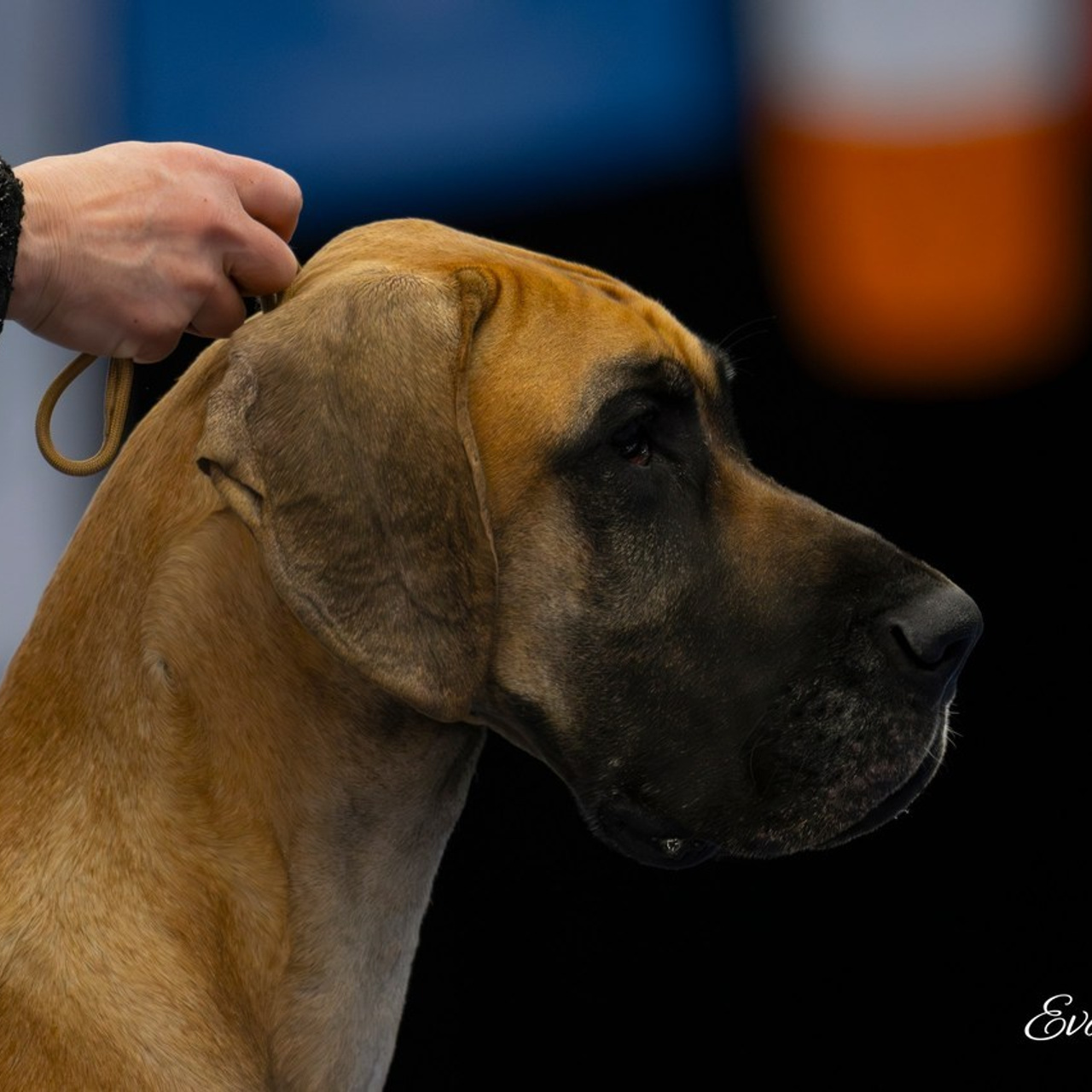 Testimonials. Eva Suits