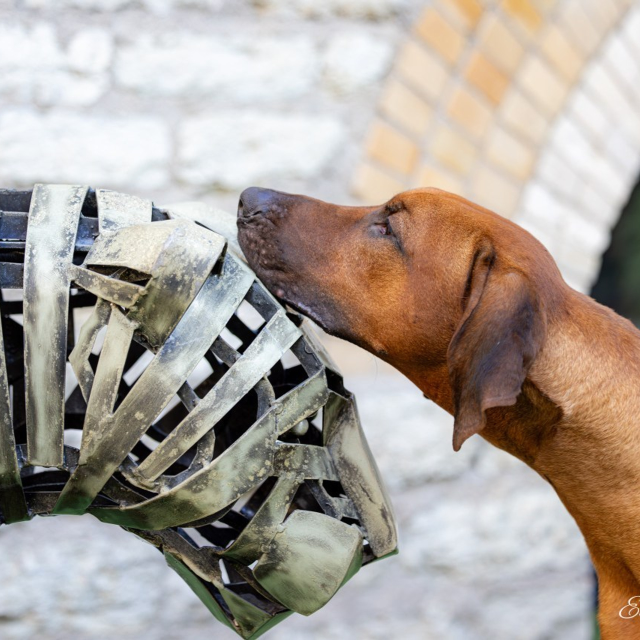 Testimonials. Eva Suits