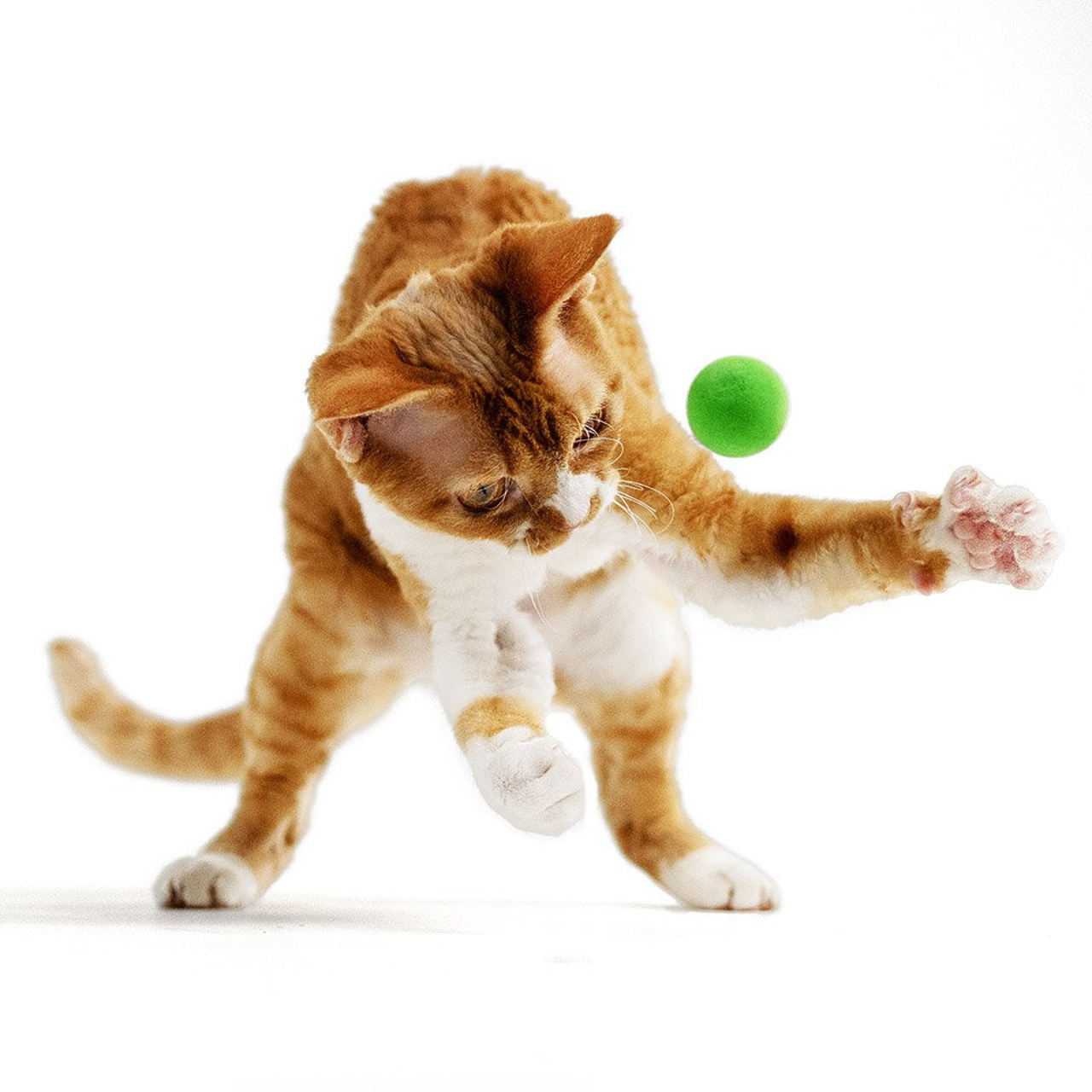 Aurelia. Devon Rex Pixie Cattery