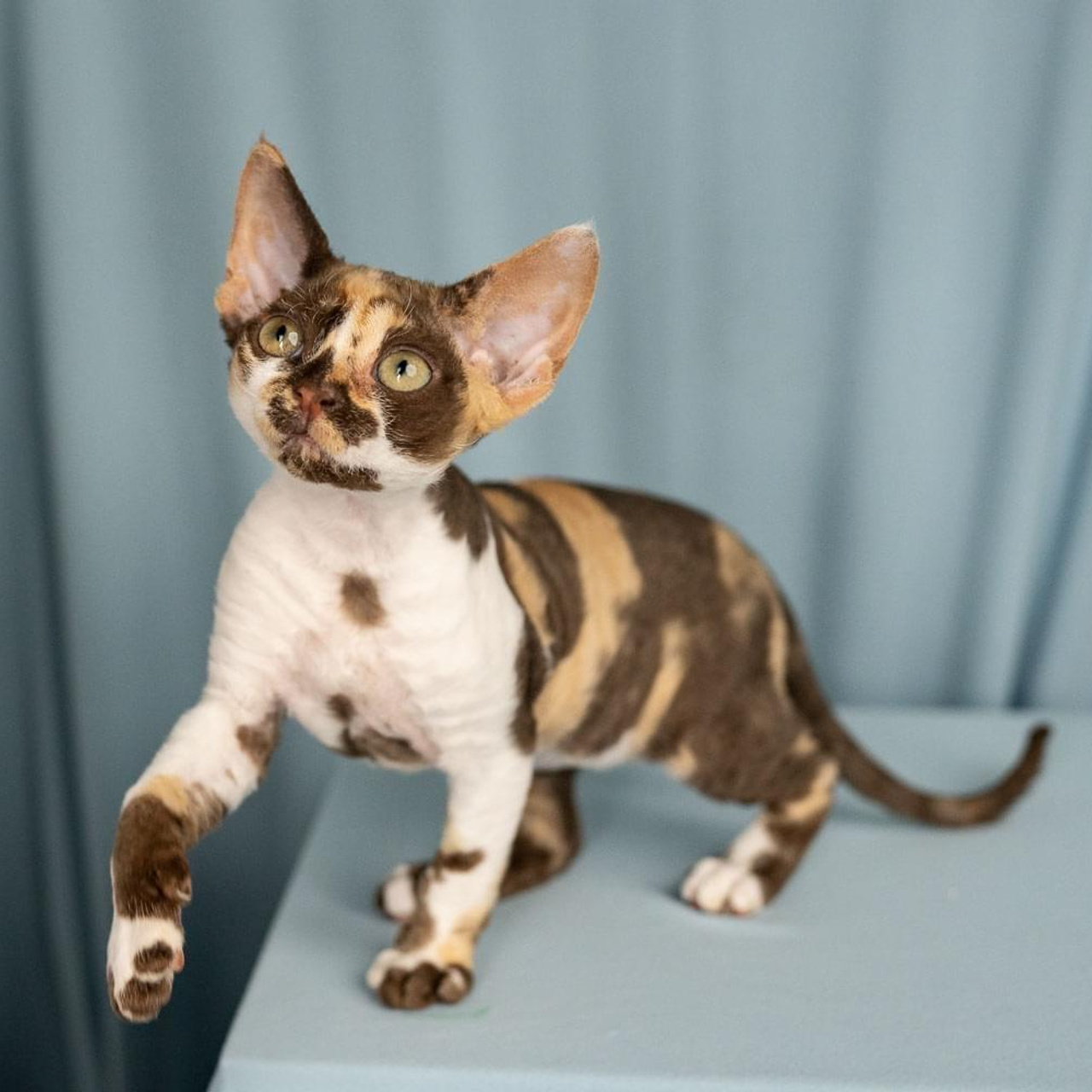 Winkles, Girl, born on 02.01.23, SOLD. Devon Rex Pixie Cattery