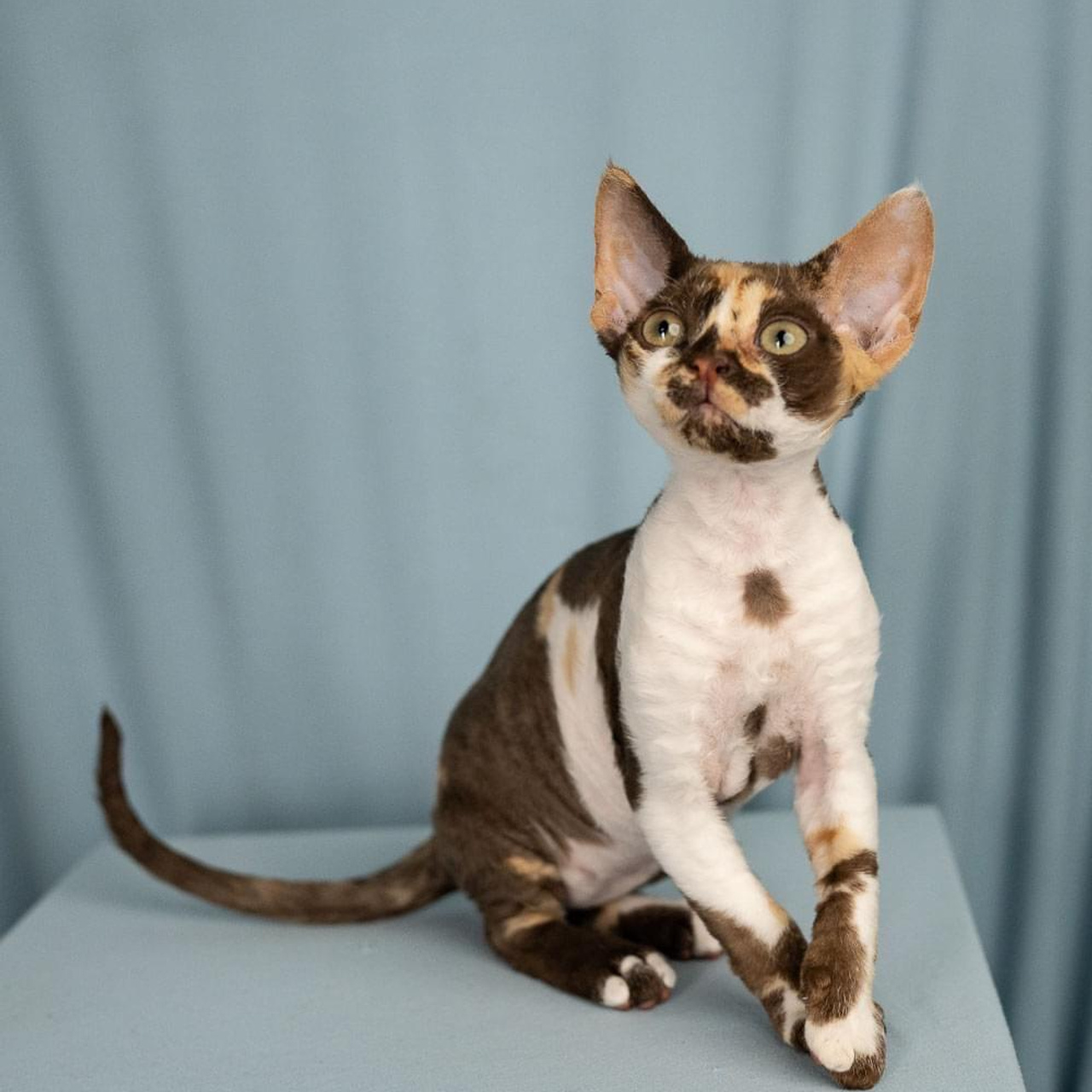 Winkles, Girl, born on 02.01.23, SOLD. Devon Rex Pixie Cattery