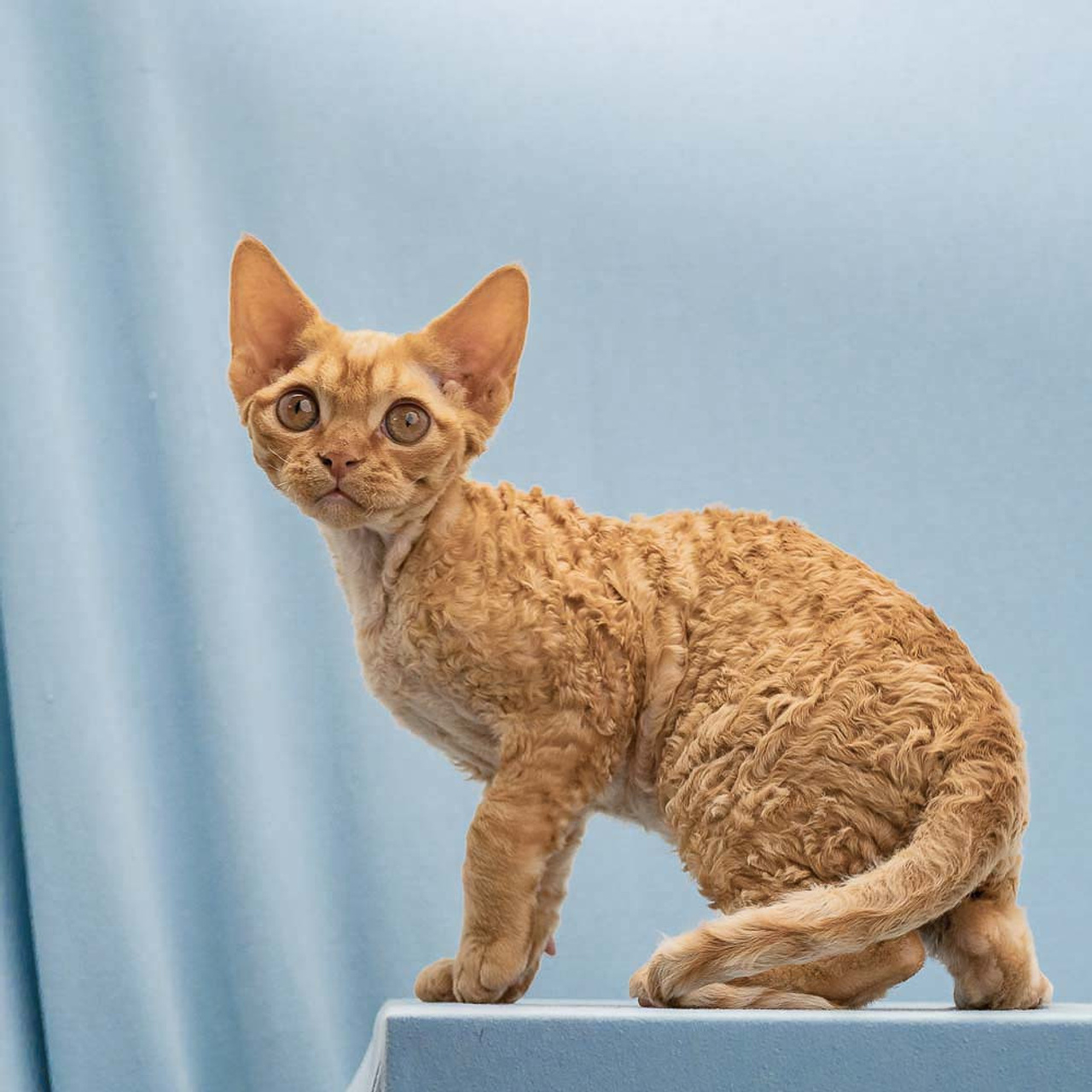 Boop, Boy, born on 02.01.23, SOLD. Devon Rex Pixie Cattery