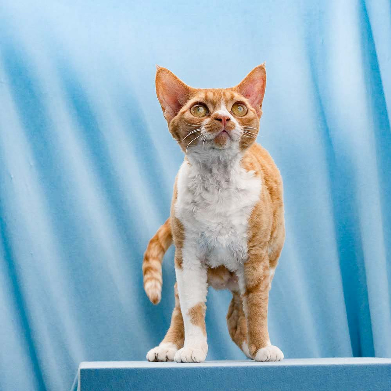Aurelia. Devon Rex Pixie Cattery