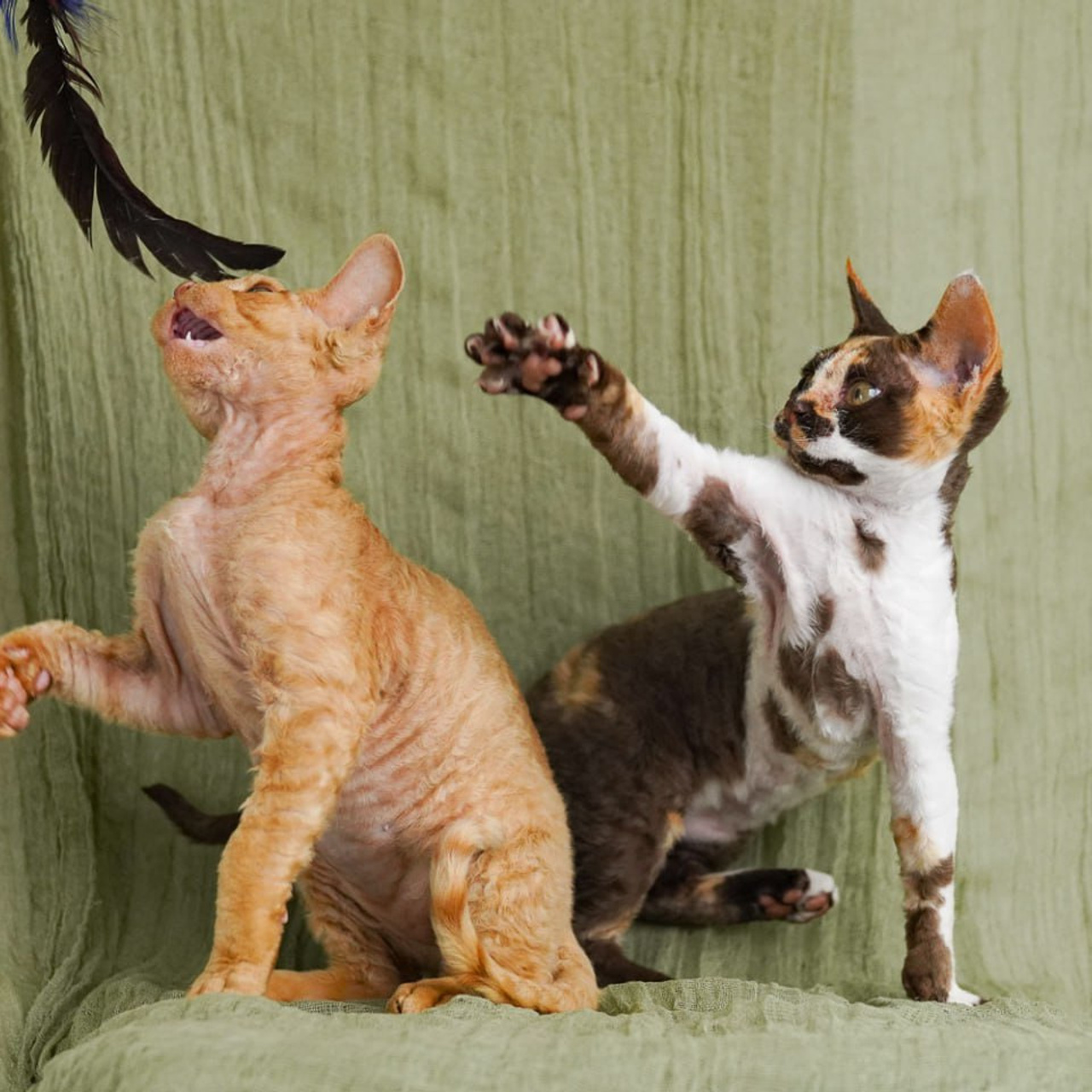 Winkles, Girl, born on 02.01.23, SOLD. Devon Rex Pixie Cattery