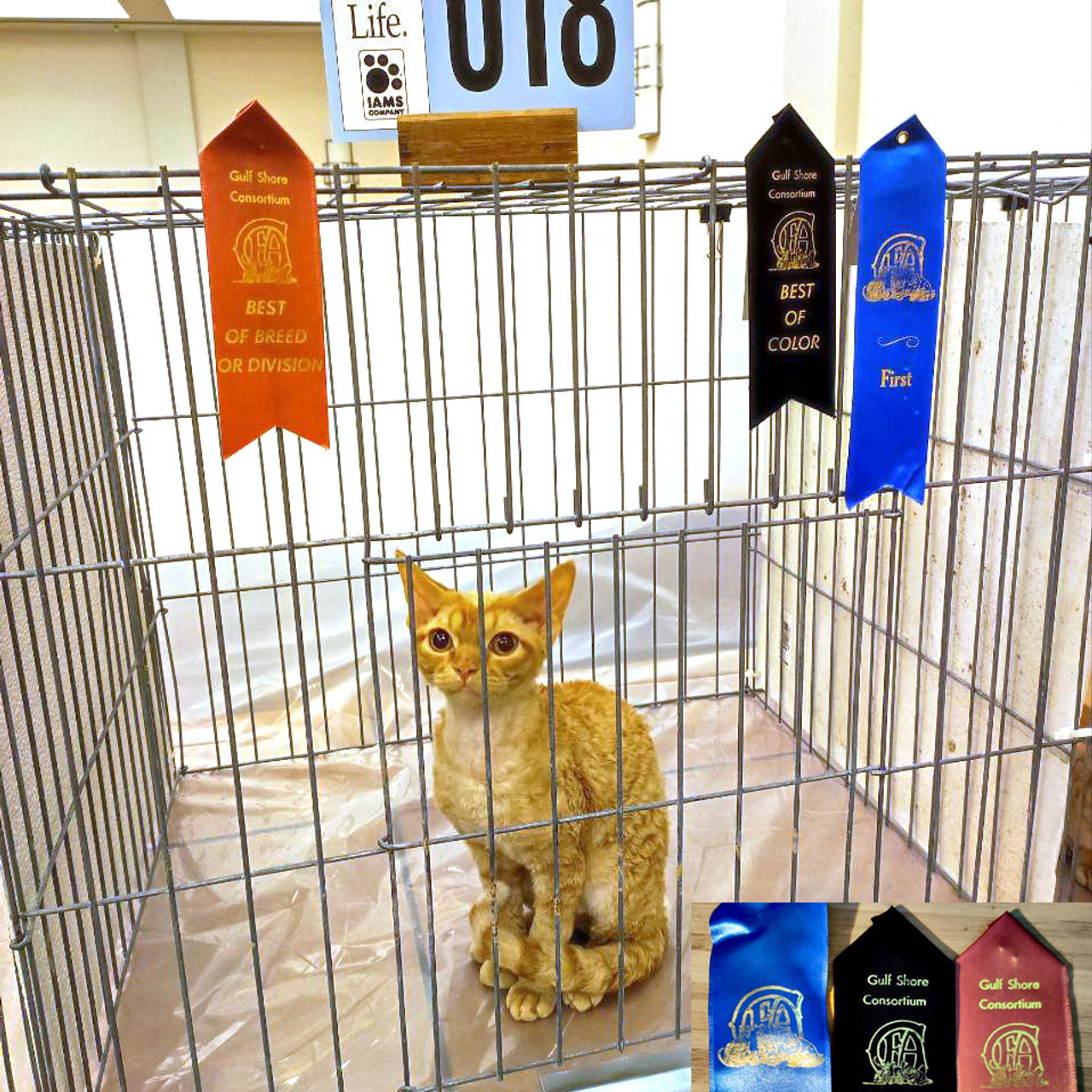 Boop, Boy, born on 02.01.23, SOLD. Devon Rex Pixie Cattery