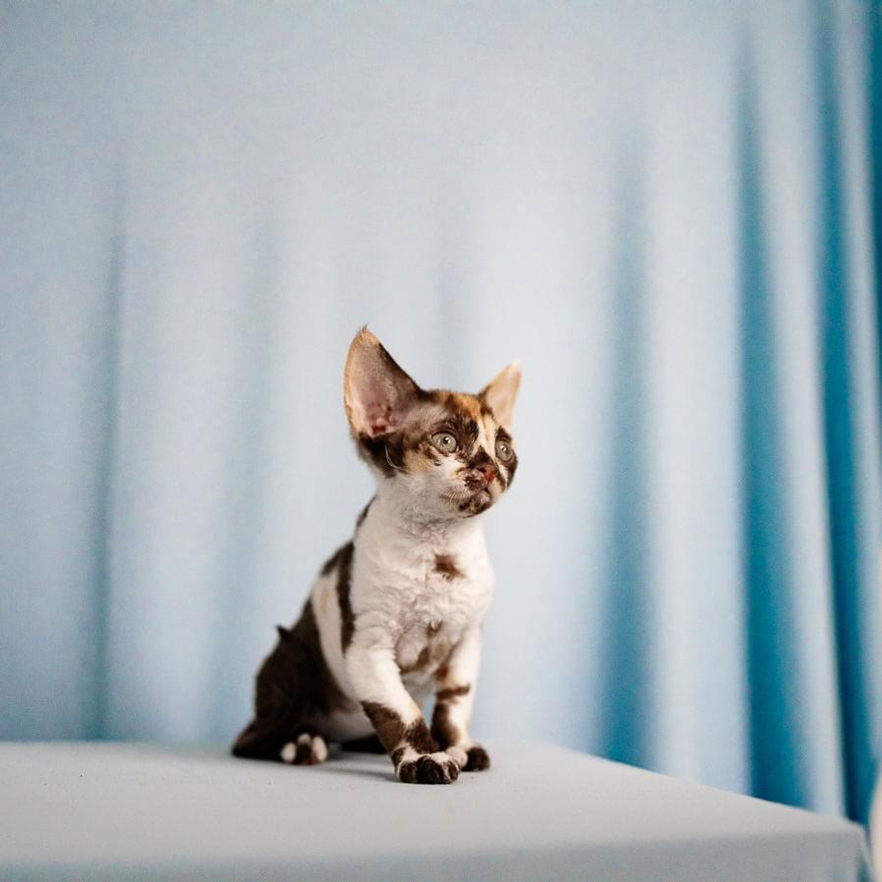 Winkles, Girl, born on 02.01.23, SOLD. Devon Rex Pixie Cattery