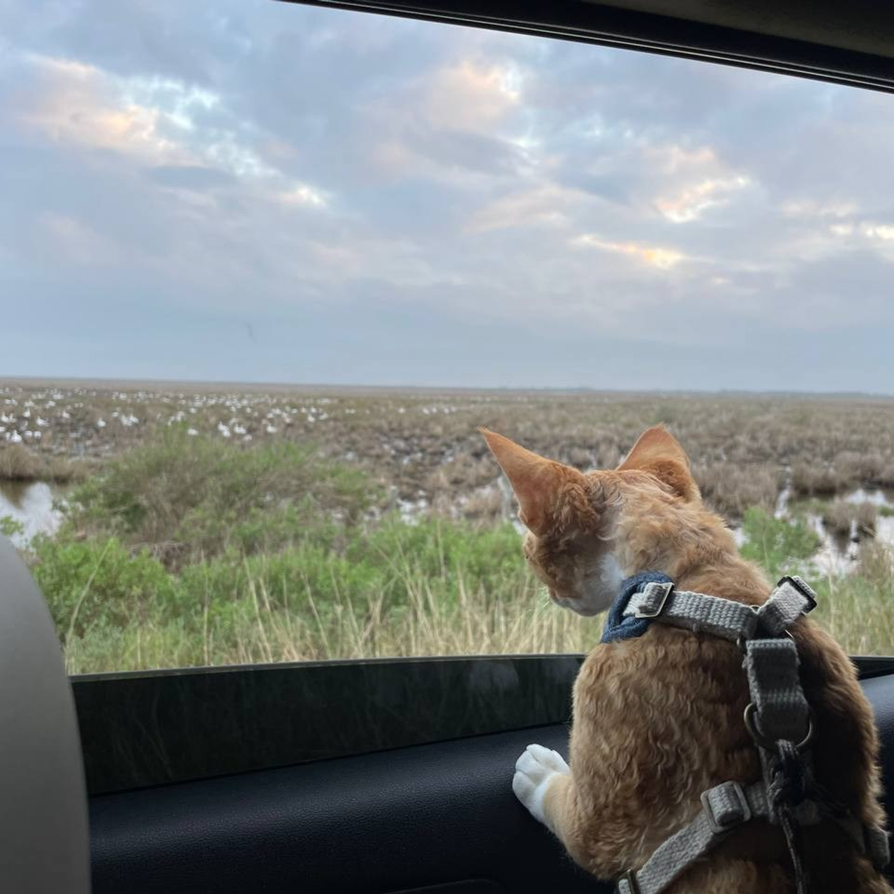 Aurelia. Devon Rex Pixie Cattery