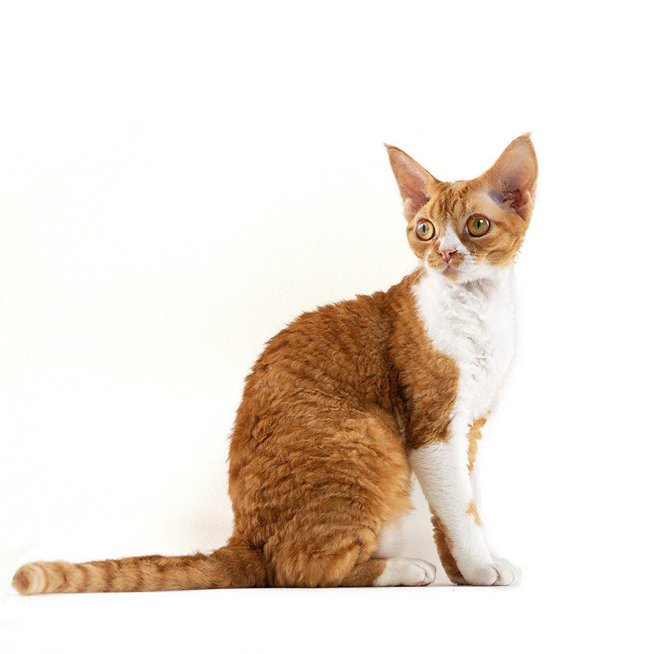 Aurelia. Devon Rex Pixie Cattery